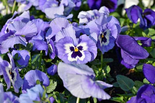 flower pansies