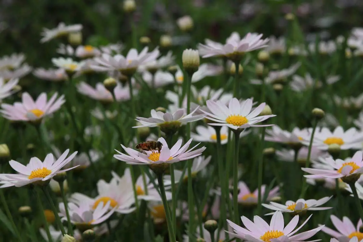 flower shasta daisies