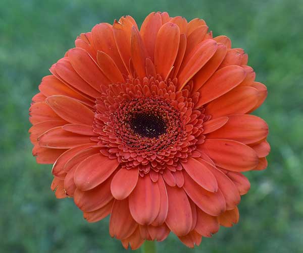 gerbera daisy