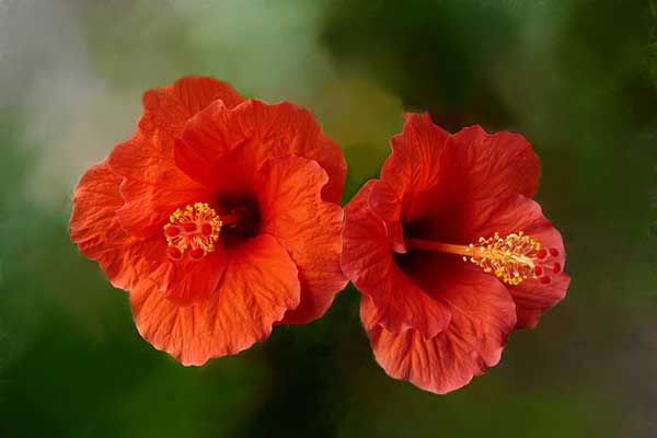 hibiscus