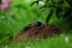 mole molehill