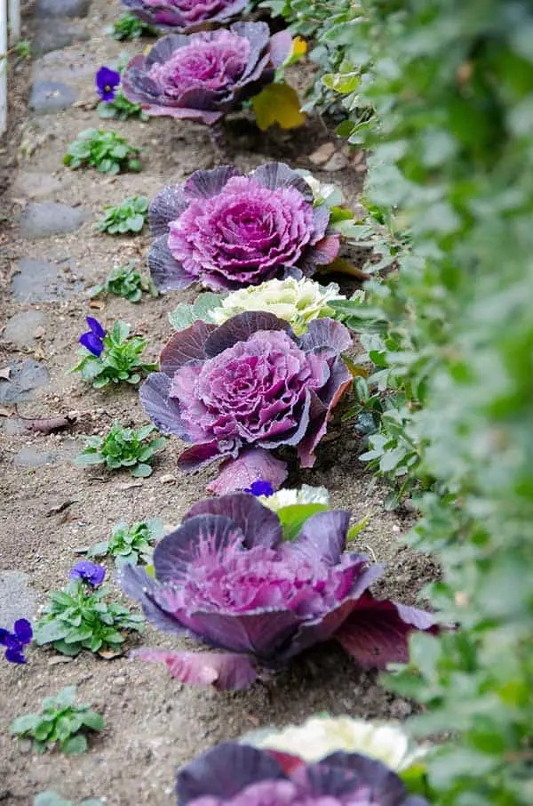 ornamental cabbage