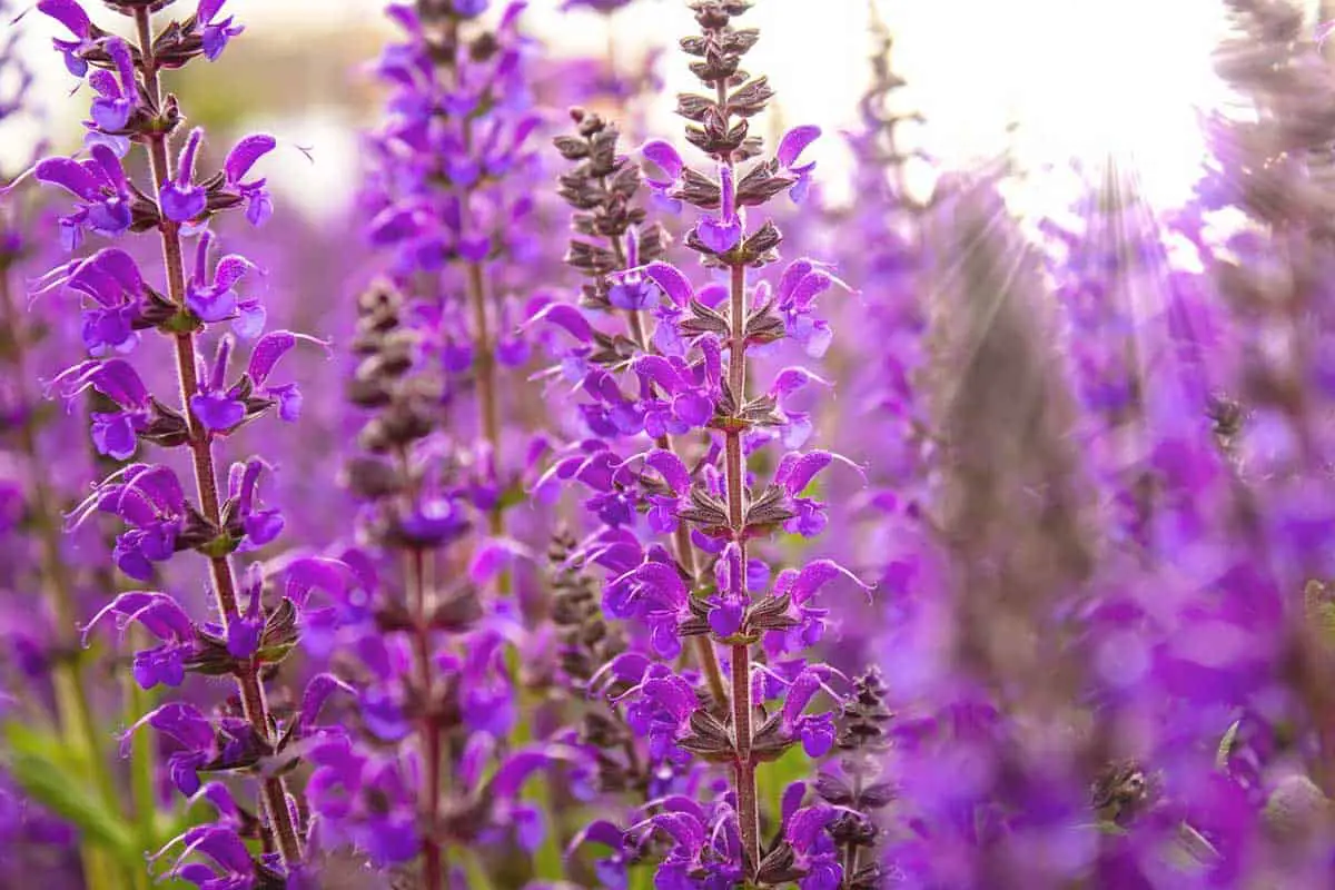 salvia purple