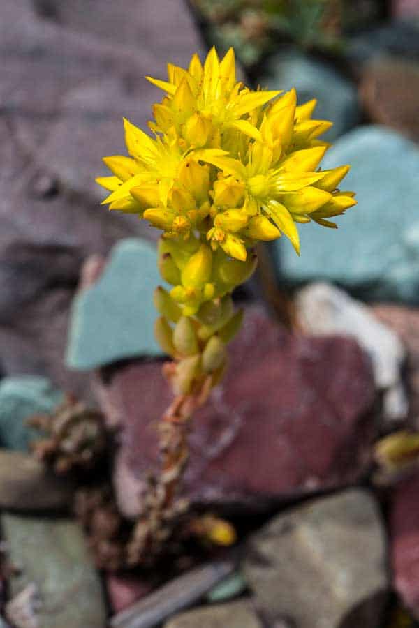 sedum stonecrop