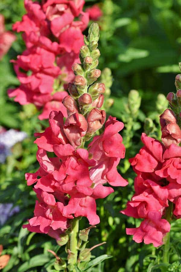 snapdragons 600×900