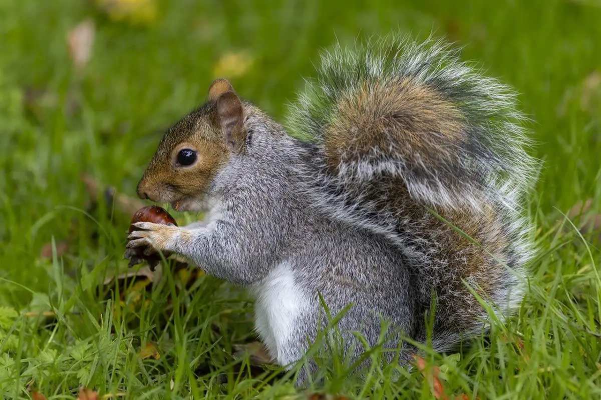 squirrel gray