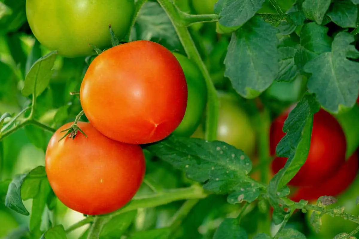 vine tomatoes