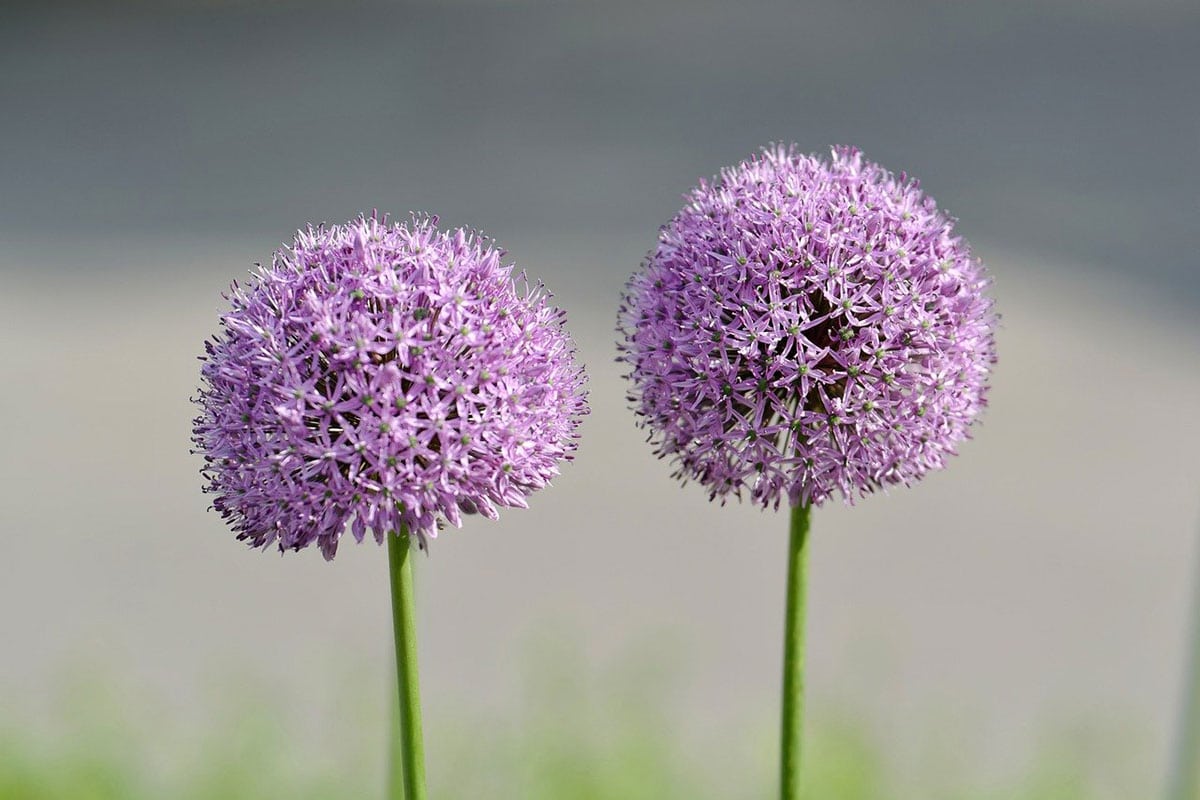 allium