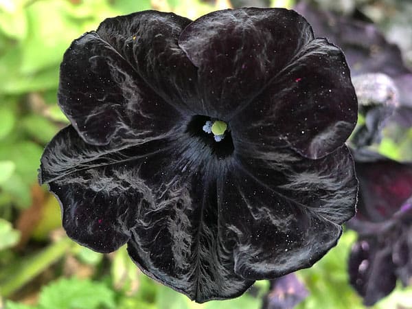 black velvet petunia