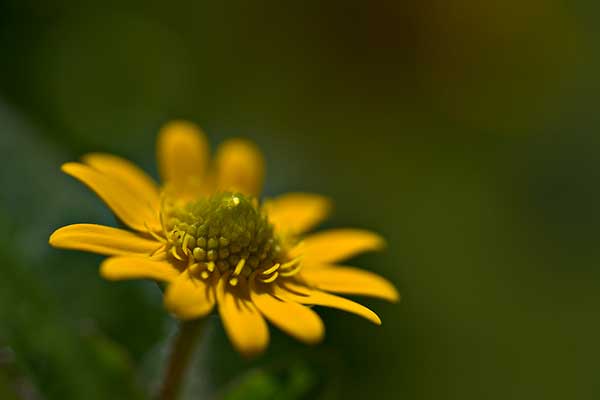 creeping zinnia