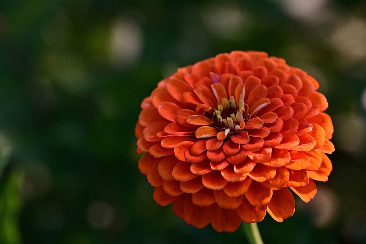 flower ball zinnia