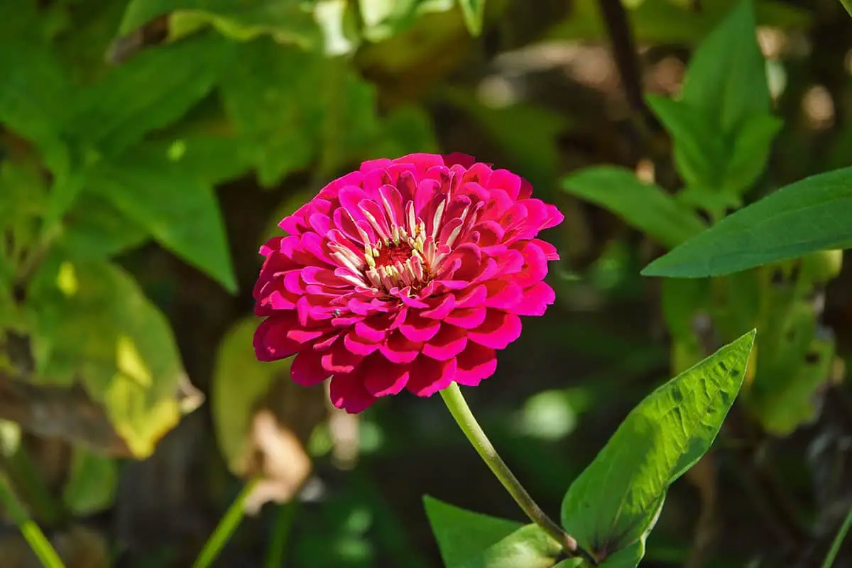 flower common zinnia