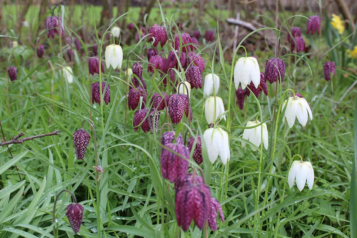 fritillaria