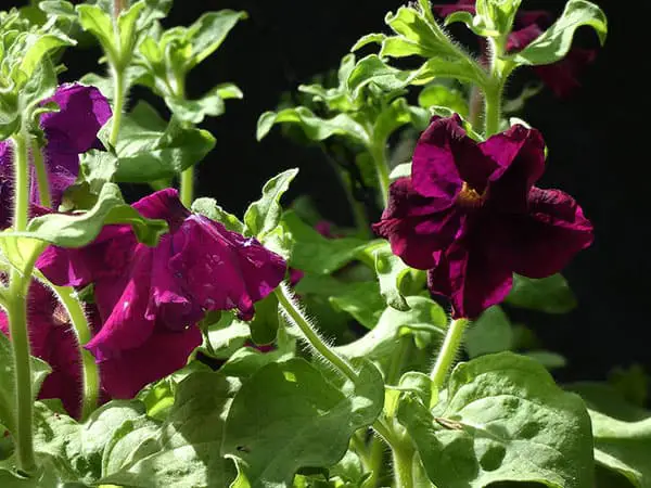 grandiflora petunia