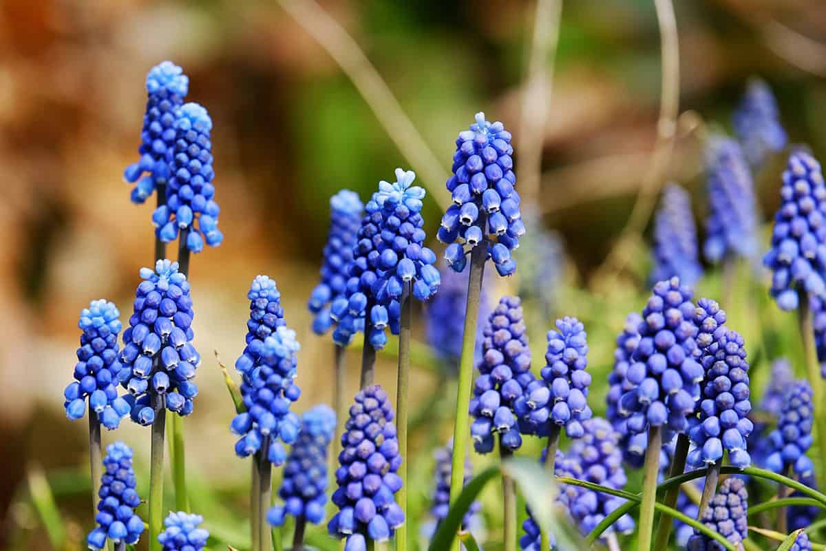 grape hyacinth