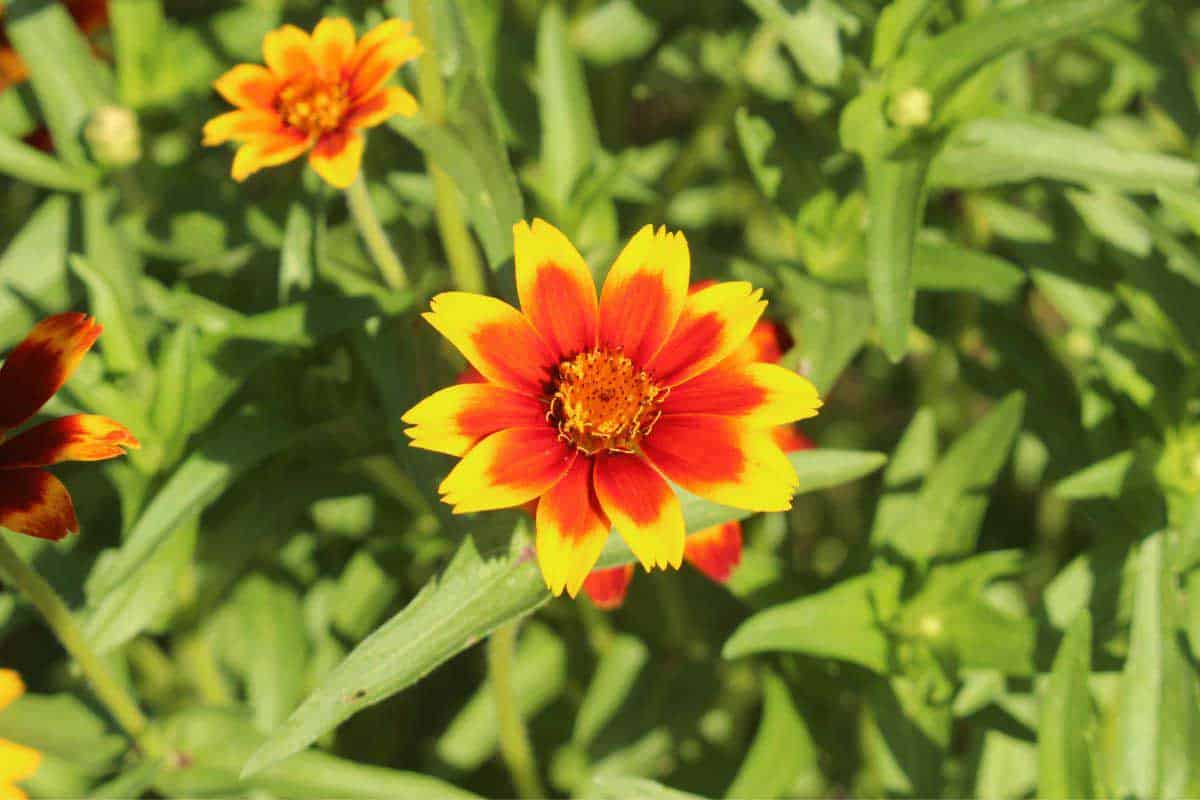 mexican zinnia