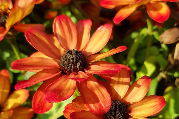 narrowleaf zinnia