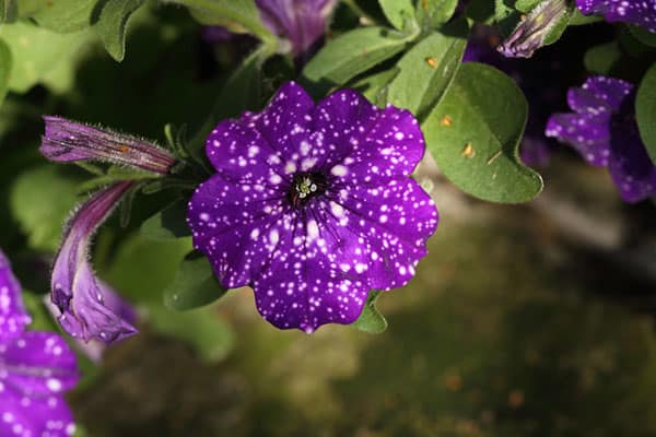 petunia night sky