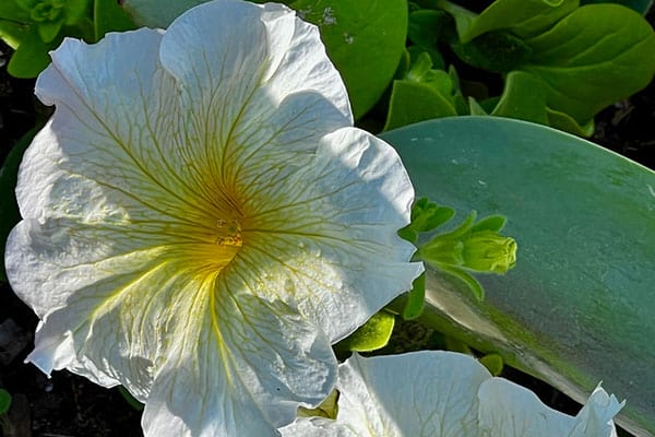 petunias prism