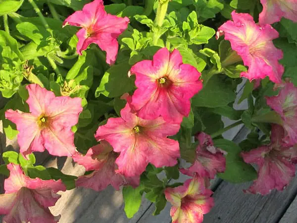 petunias sophistica