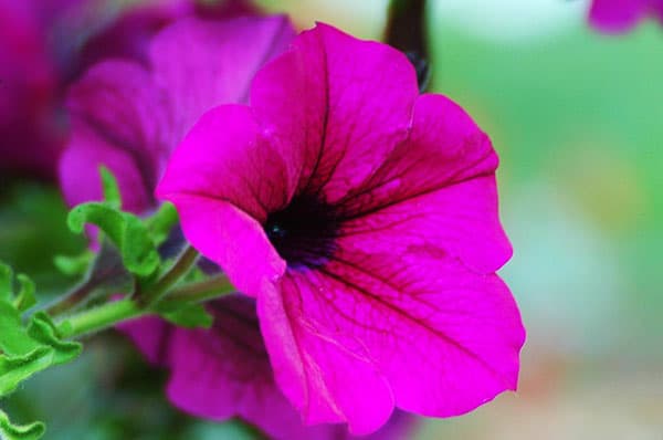 petunias surfinia