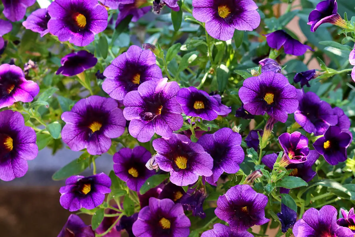 petunias violet