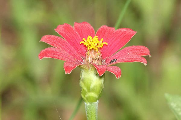 Peruvian zinnia