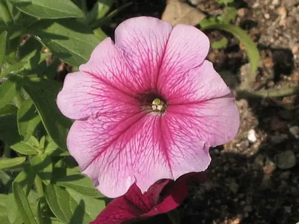 prism petunia