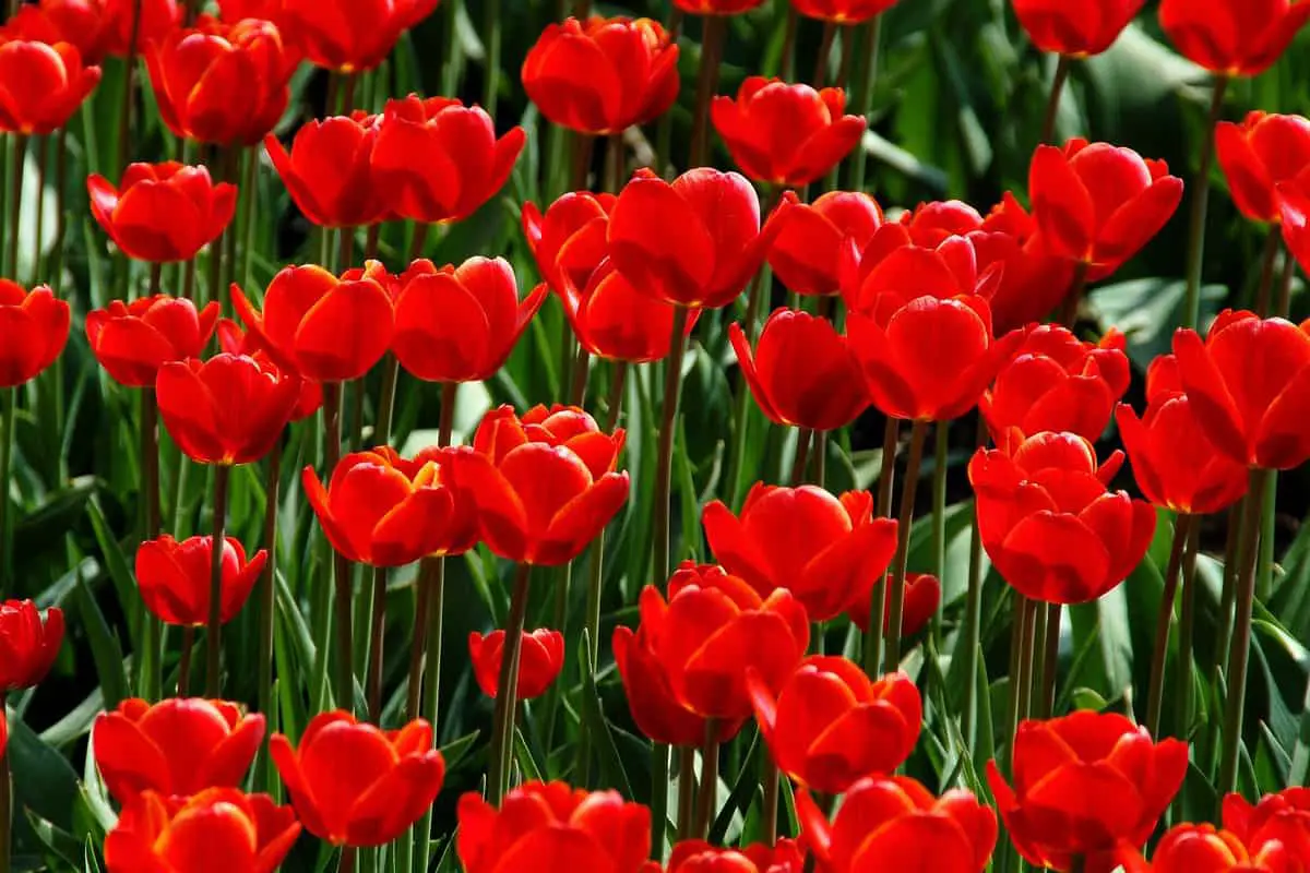 red tulips