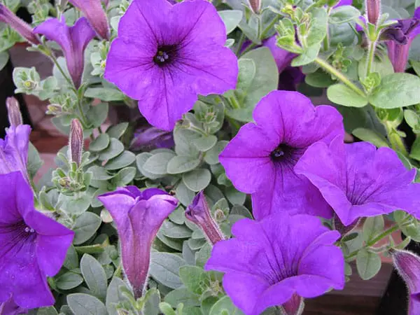 wave petunias