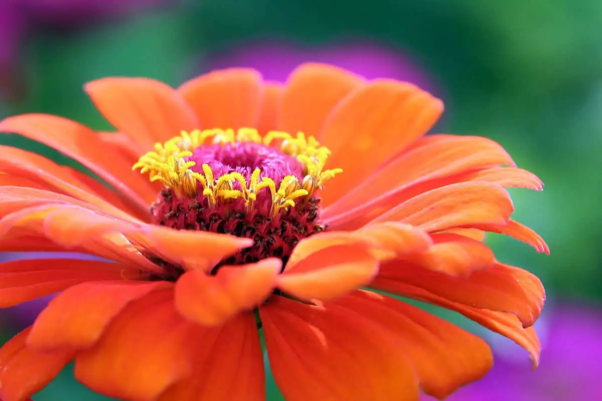 zinnia red