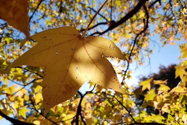 american sweetgum fall