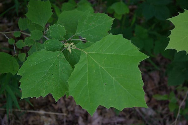 american sycamore