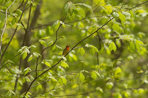 blackburnian warbler american beech leaves