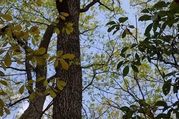 chestnut oak mountain laurel