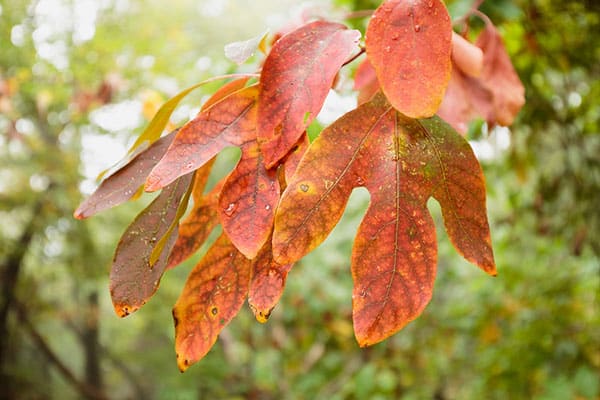 early fall sassafras leaves