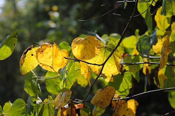 eastern redbud fall