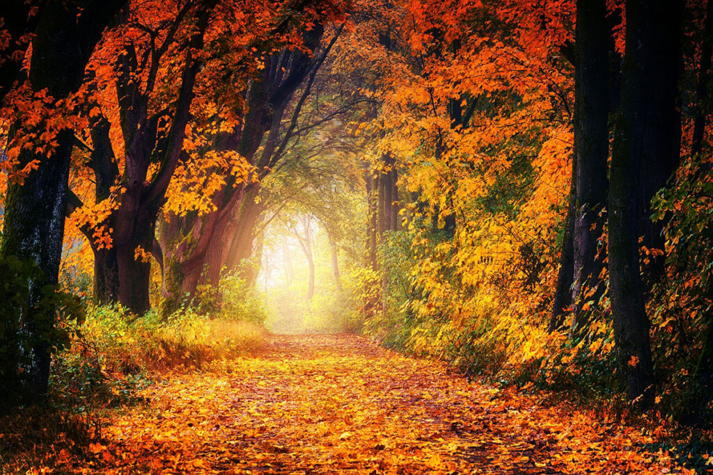 Early Fall Foliage: Trees That Change First in the U.S. - Home Cadet