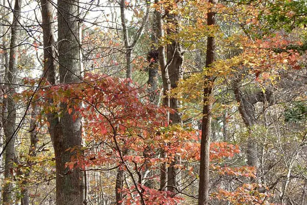 flowering dogwood fall