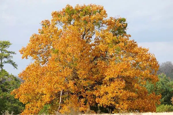 large black oak