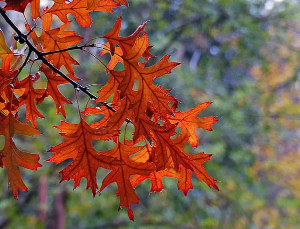 pin oak fall leaves