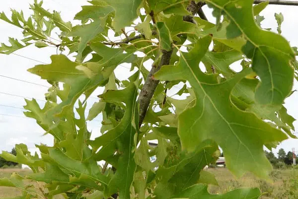 red oak green leaves