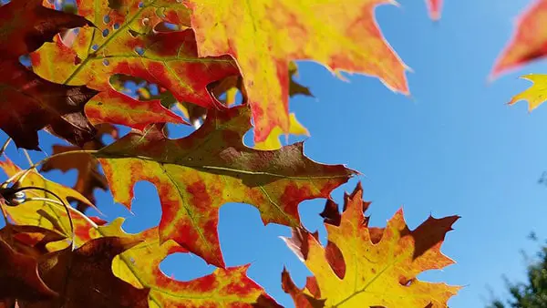 scarlet oak leaves