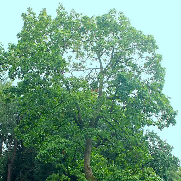 shagbark hickory