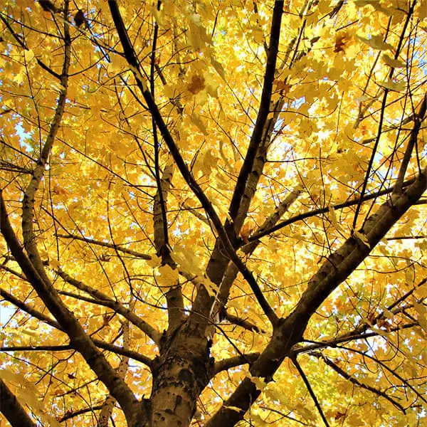 sugar maple fall colors