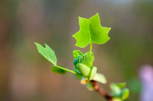 tulip poplar