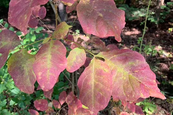 white ash fall leaves