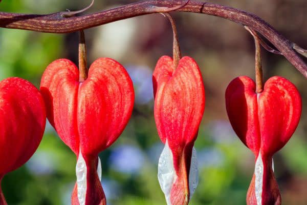 Bleeding Hearts