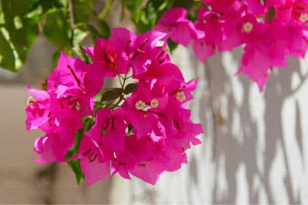 Bougainvillea