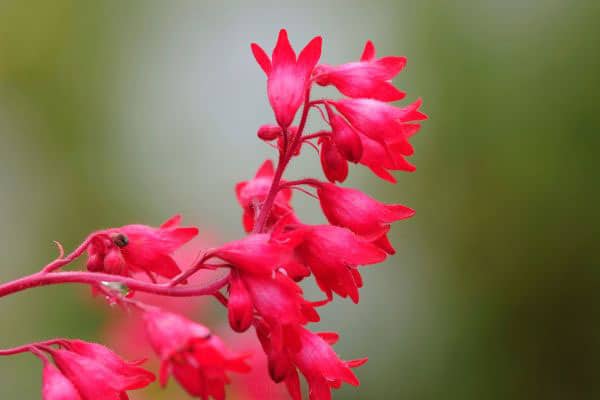 Coral Bells